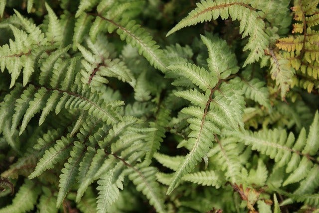 Regenboogvaren (Athyrium niponicum pictum)