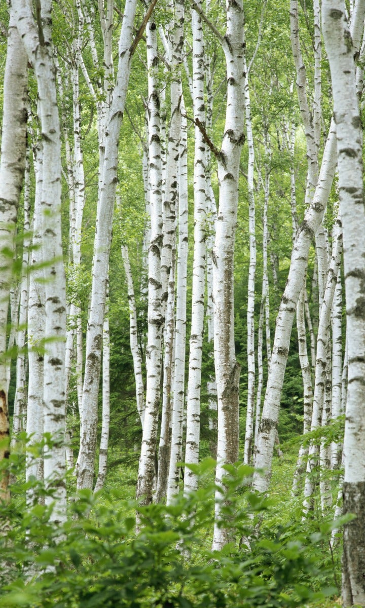 Ruwe berk (Betula pendula)