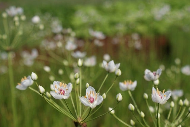 Zwanebloem (Butomus umbellatus)