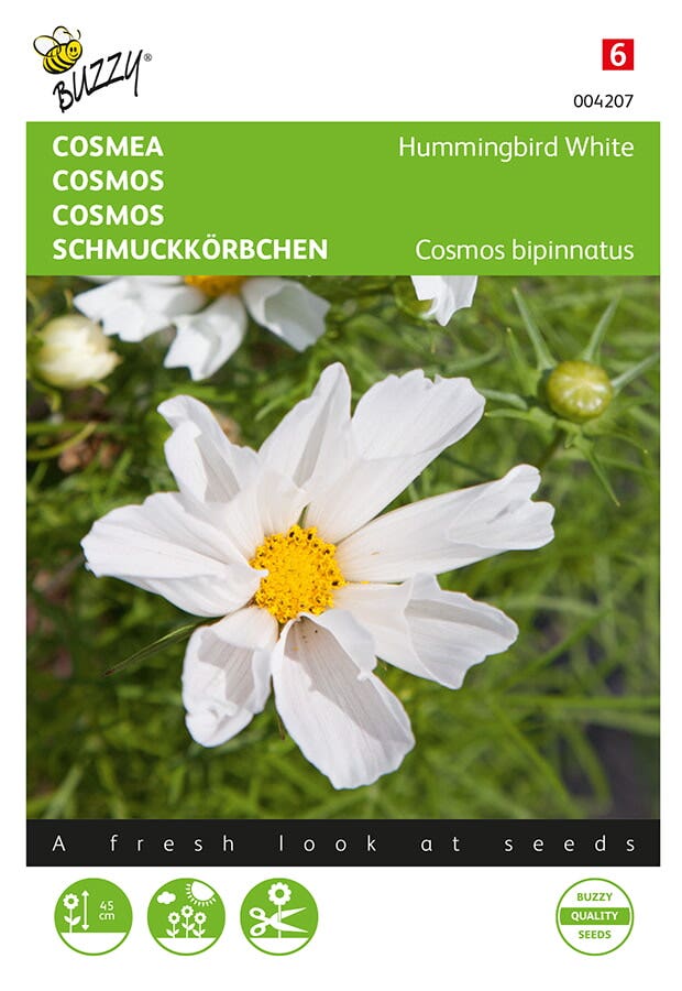 Cosmea Hummingbird (Cosmos bippinnatus 'White')