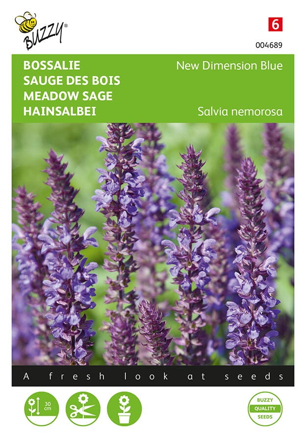 Bossalie (Salvia nemorosa 'New Dimension Blue')