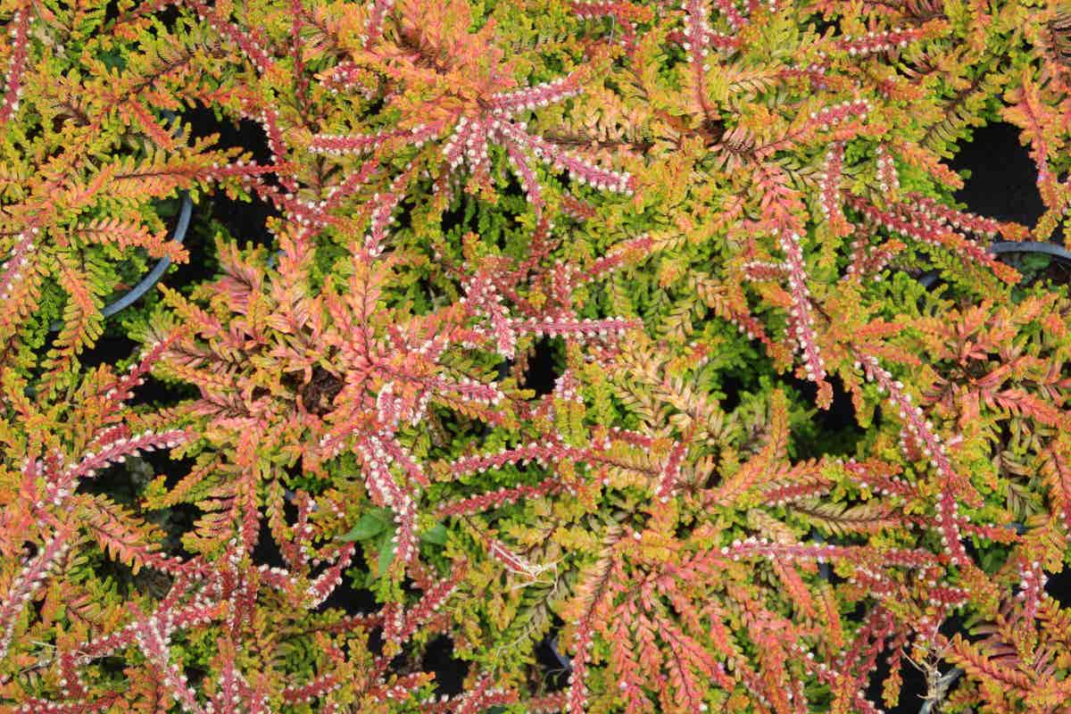 Zomerheide geel (Calluna vulgaris 'Wickwar Flame')