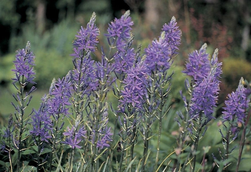 Prarielelie (Camassia quamash)