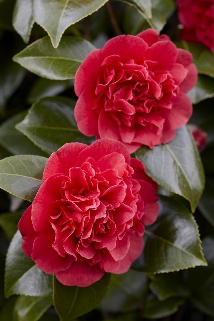 Camelia (Camellia japonica 'Kramer's Supreme')