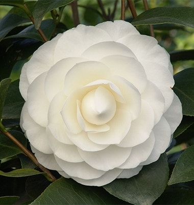 Camelia (Camellia japonica ‘Perfection White’)