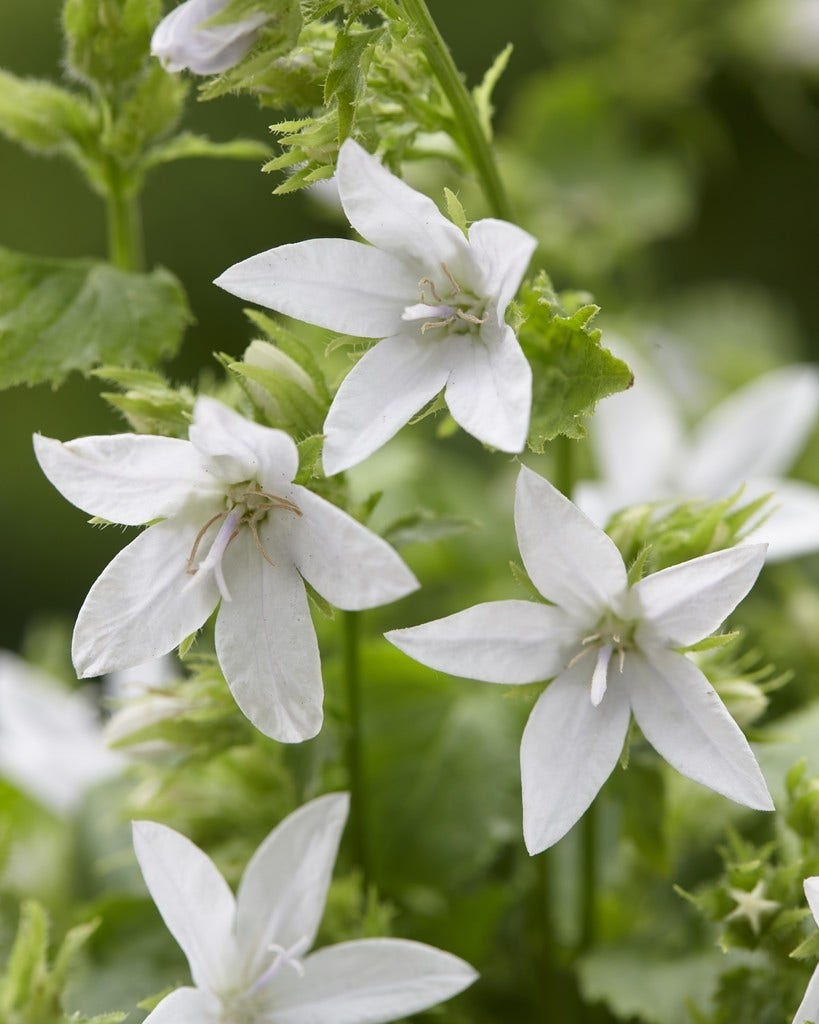 Klokje (Campanula poscharskyana 'E.H. Frost')