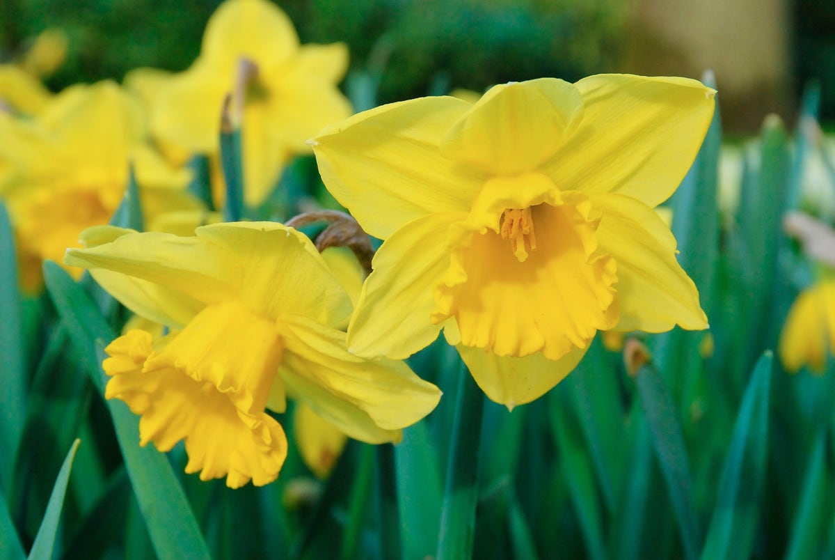 Narcis (Narcissus 'Carlton')