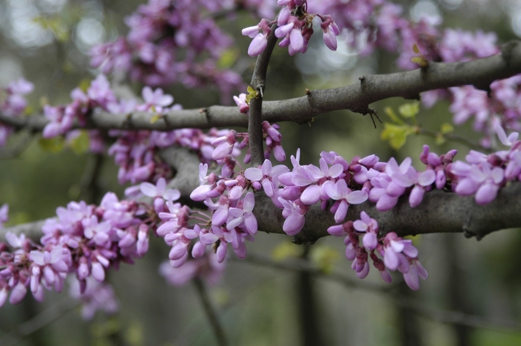 Judasboom (Cercis siliquastrum)