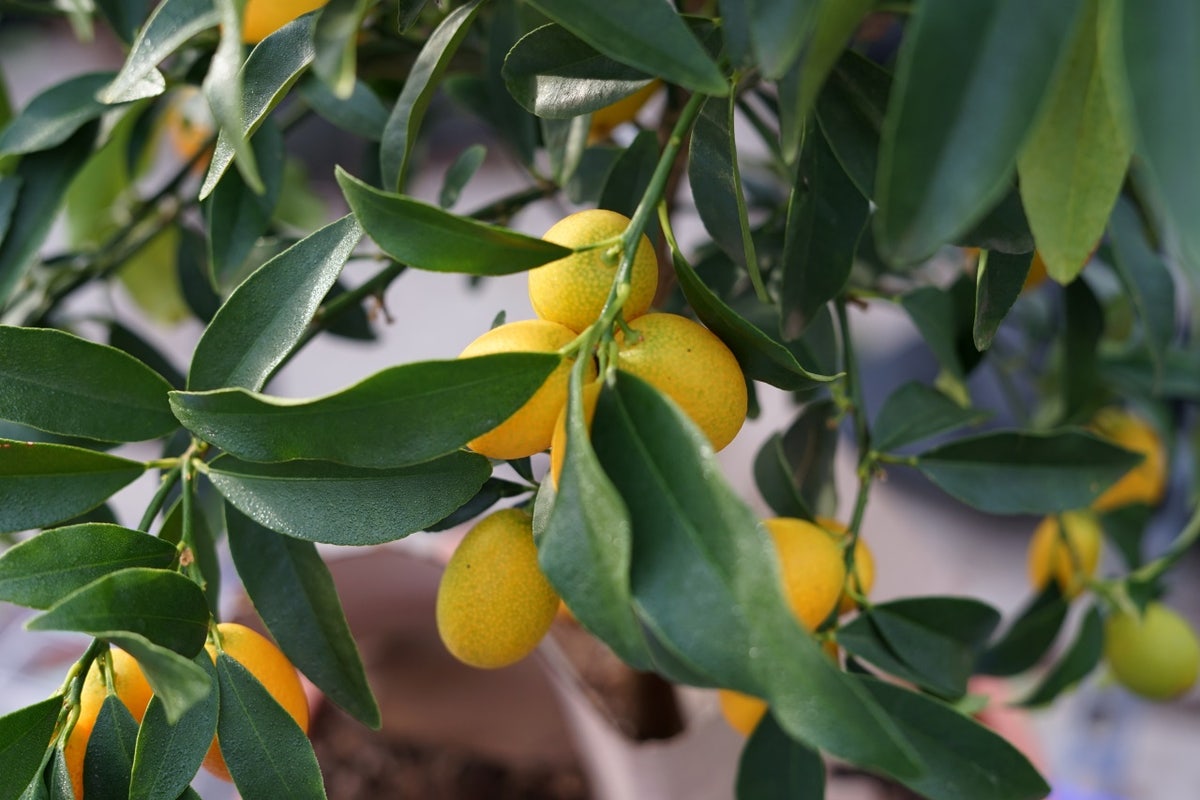 Kumquat (Citrus kumquat)