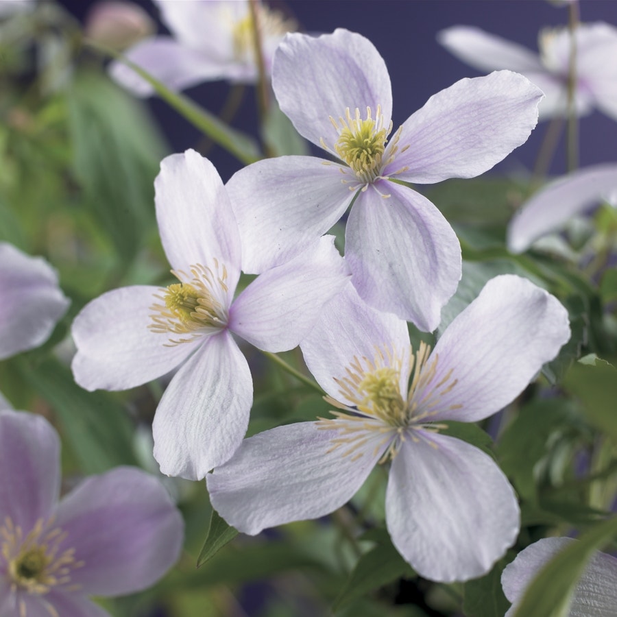 Bosrank (Clematis montana 'Pink Perfection')