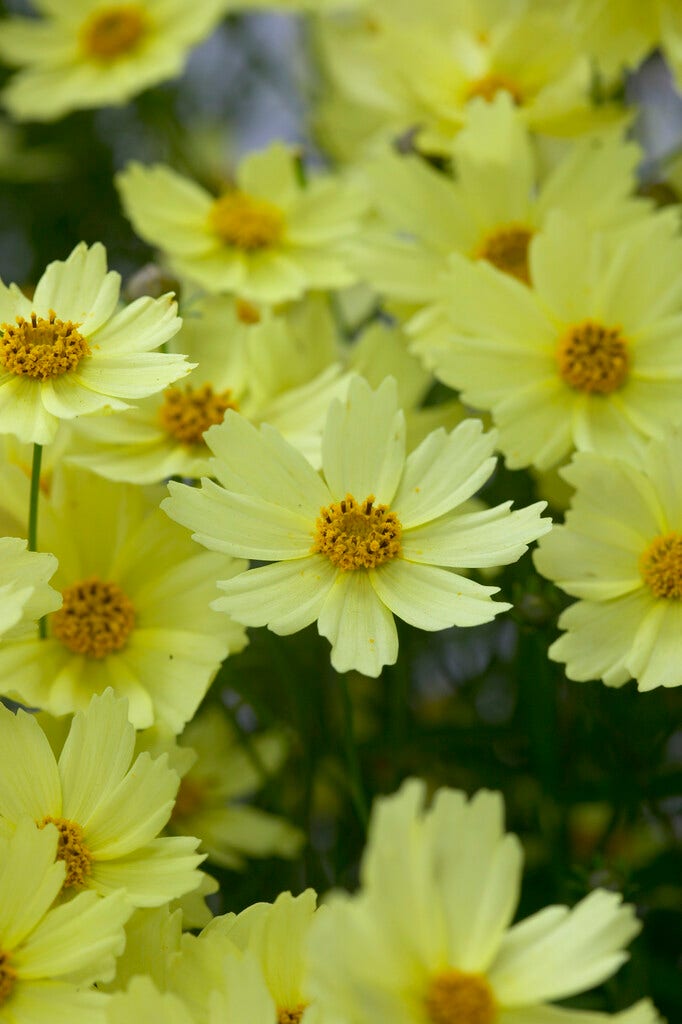 Meisjesogen (Coreopsis 'Full Moon')