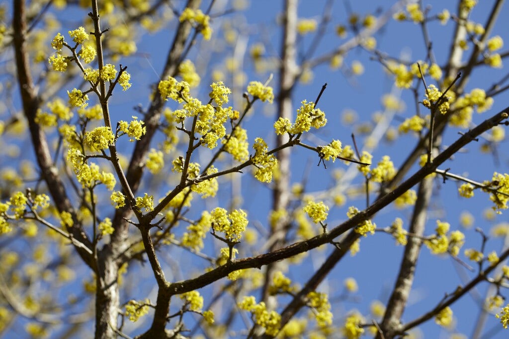 Gele Kornoelje (Cornus mas)