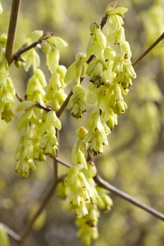 Schijnhazelaar (Corylopsis spicata)