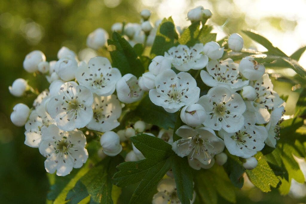 Meidoornhaag (Crataegus monogyna)