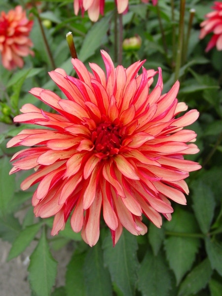 Dahlia (Dahlia 'Gallery Art Deco')