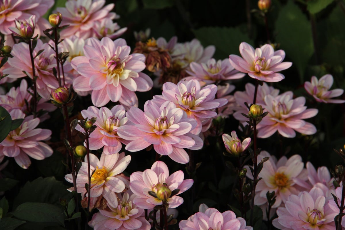 Dahlia (Dahlia 'Pacific Jewel')