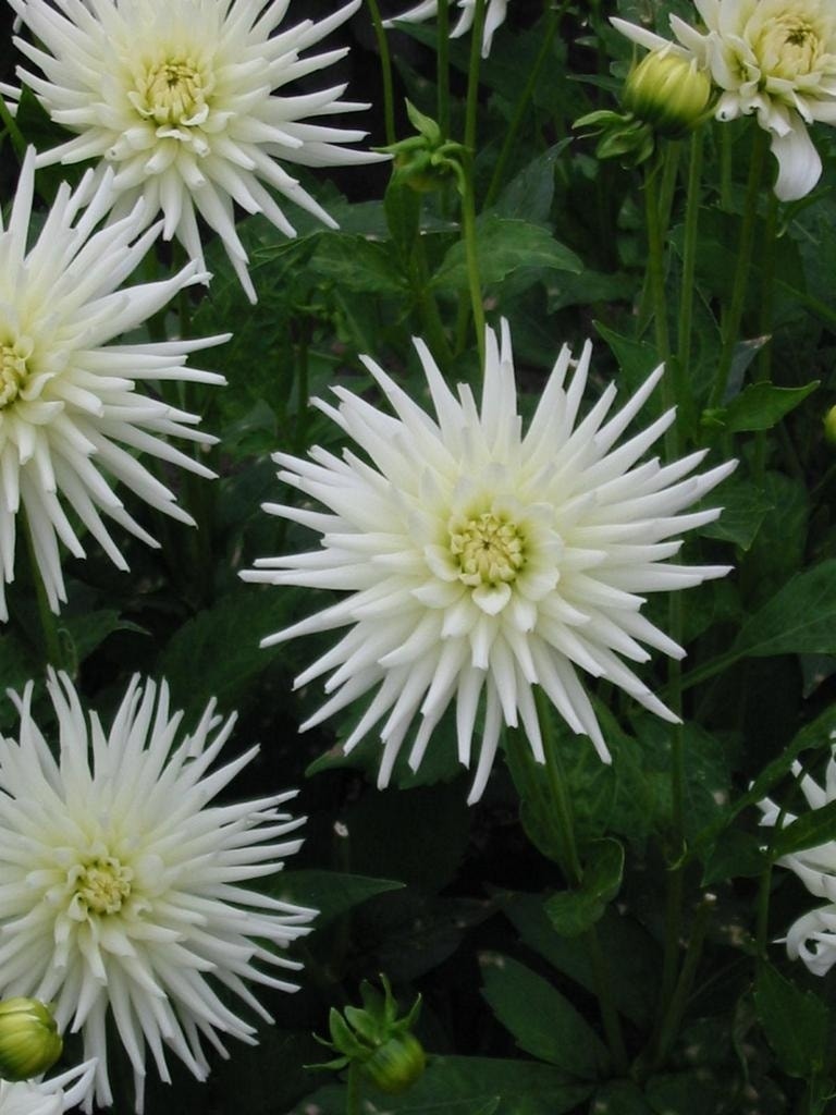 Dahlia (Dahlia 'Playa Blanca')