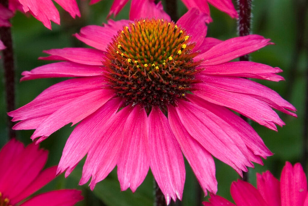 Zonnehoed (Echinacea purpurea 'Sensation Pink')