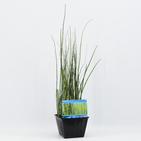 Holpijp (Equisetum japonica)