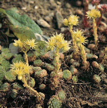 Huislook (Sempervivum ciliosum borisii)