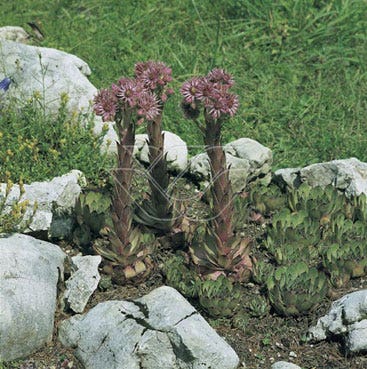 Gewoon huislook (Sempervivum tectorum)