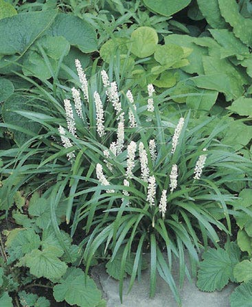 Leliegras (Liriope muscari 'Monroe White')