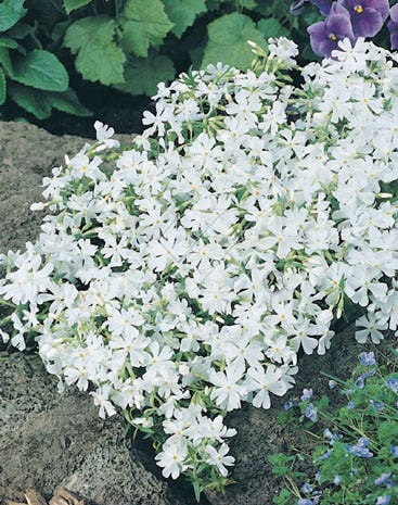 Kruipphlox (Phlox subulata 'Calvides White')