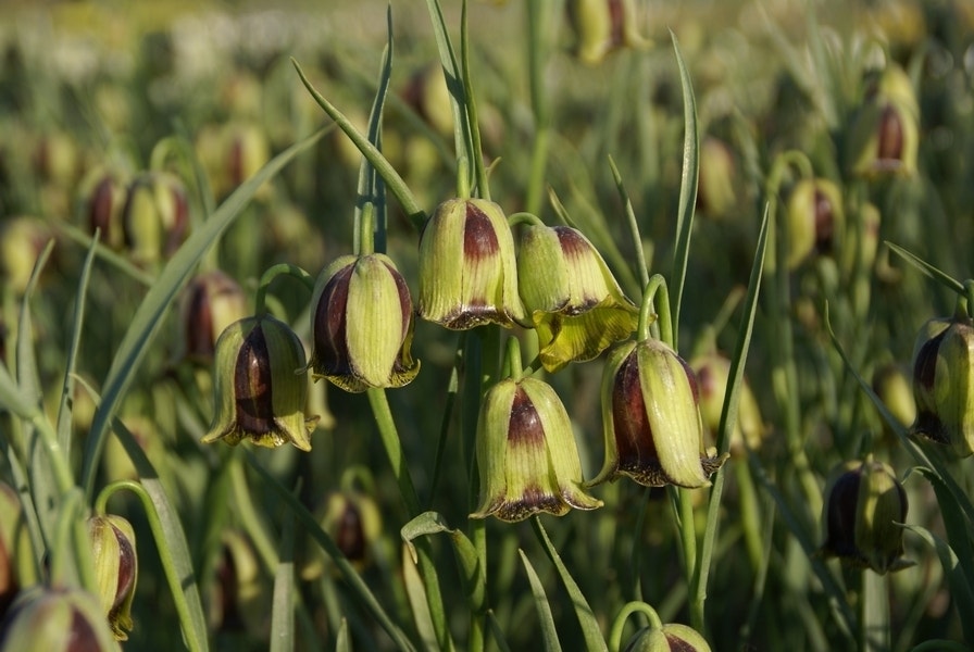 Kievitsbloemen (Fritillaria acmopetala)