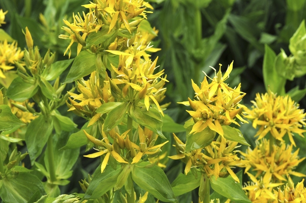 Gentiaan (Gentiana lutea)