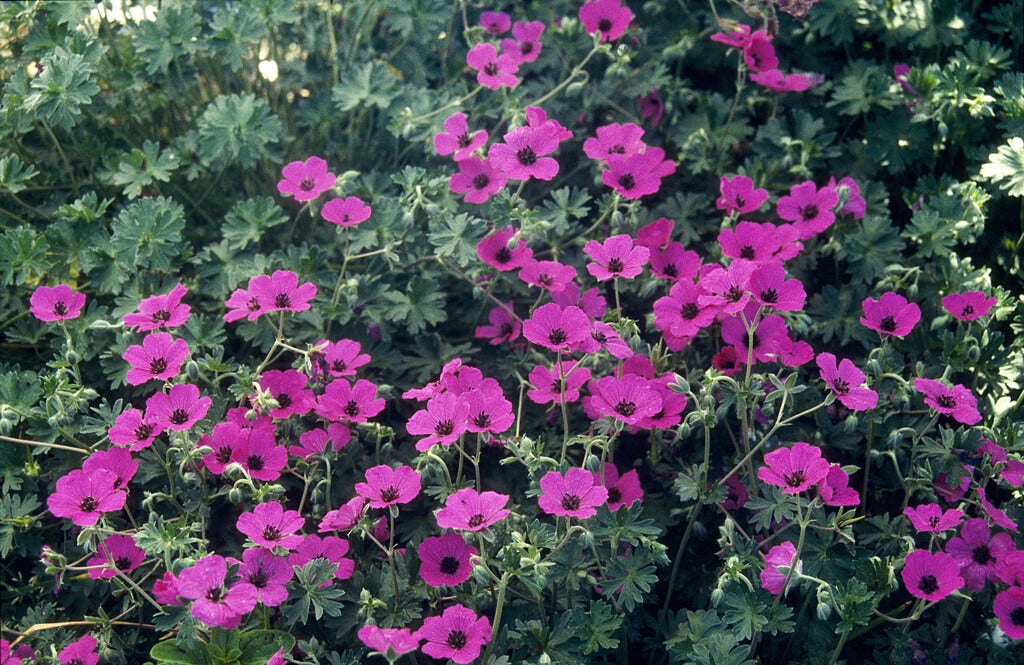 Ooievaarsbek (Geranium cinereum subcaulescens)