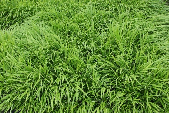 Japans berggras (Hakonechloa macra)