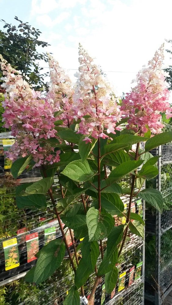 Pluimhortensia op stam (Hydrangea paniculata 'Pinky Winky')