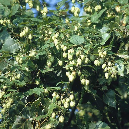 Hop (Humulus lupulus' Nordbrau')