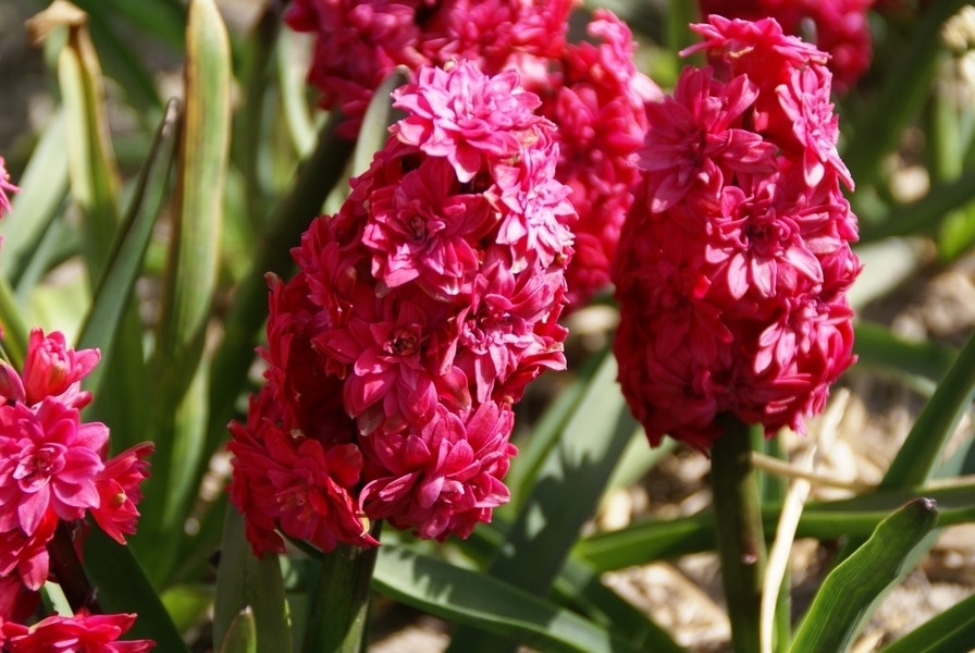 Hyacint (Hyacinthus orientalis 'Hollyhock')