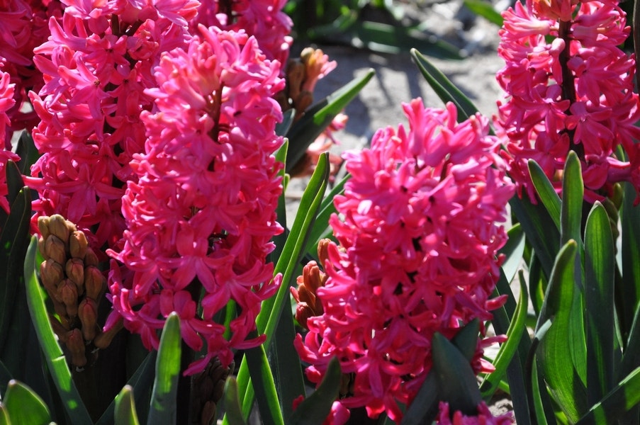 Hyacint (Hyacinthus 'Jan Bos')