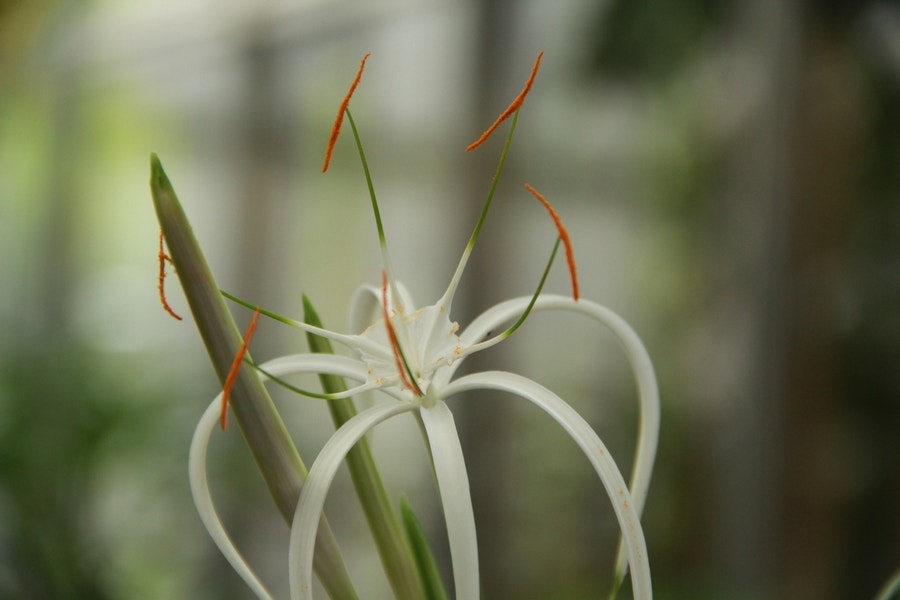 Spinlelie (Hymenocallis harrisiana)