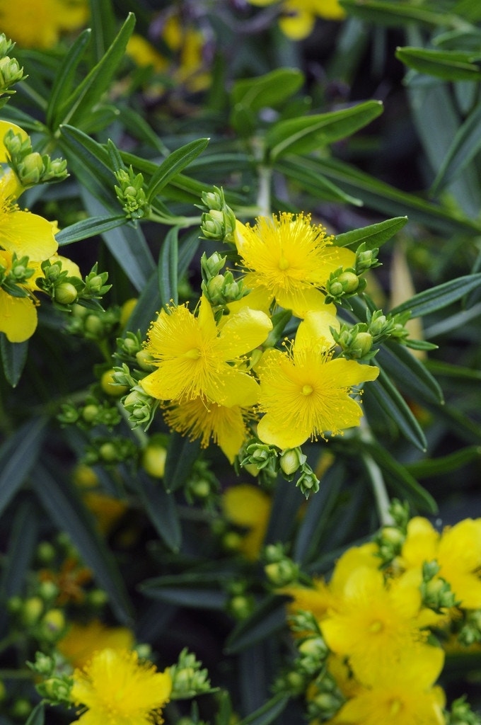 Hertshooi (Hypericum 'Sunny Boulevard')