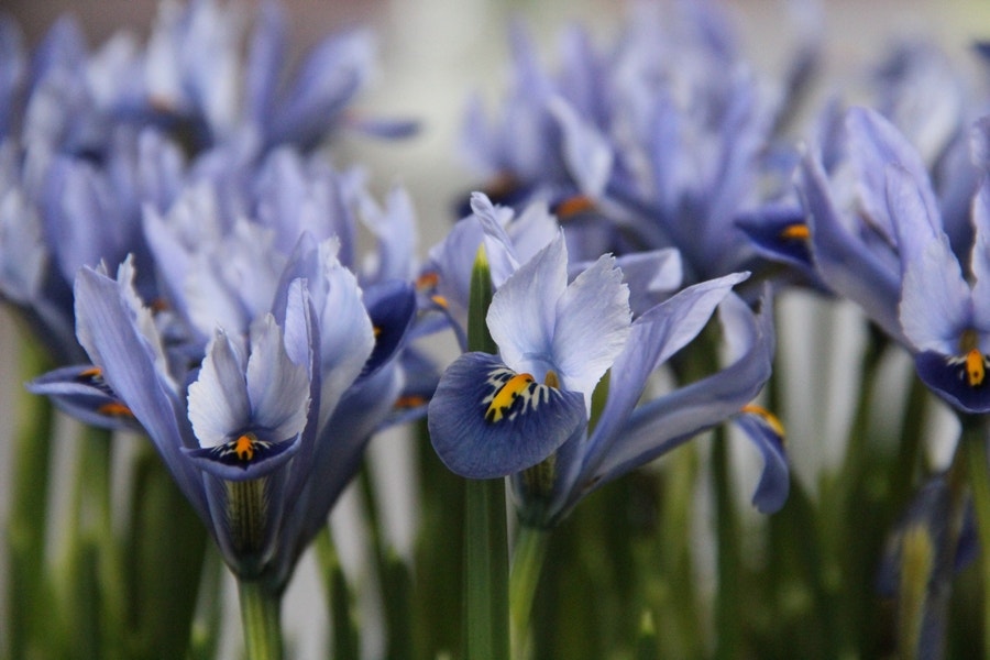 Dwergiris (Iris reticulata 'Alida')