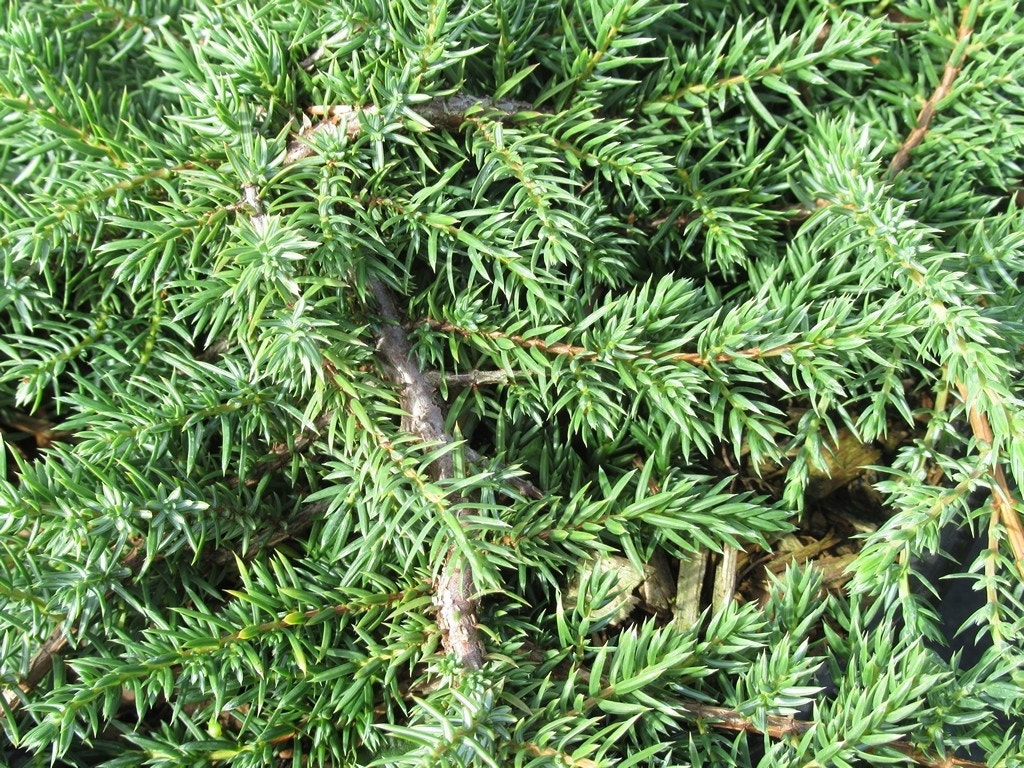 Jeneverbes (Juniperus communis 'Green Carpet')