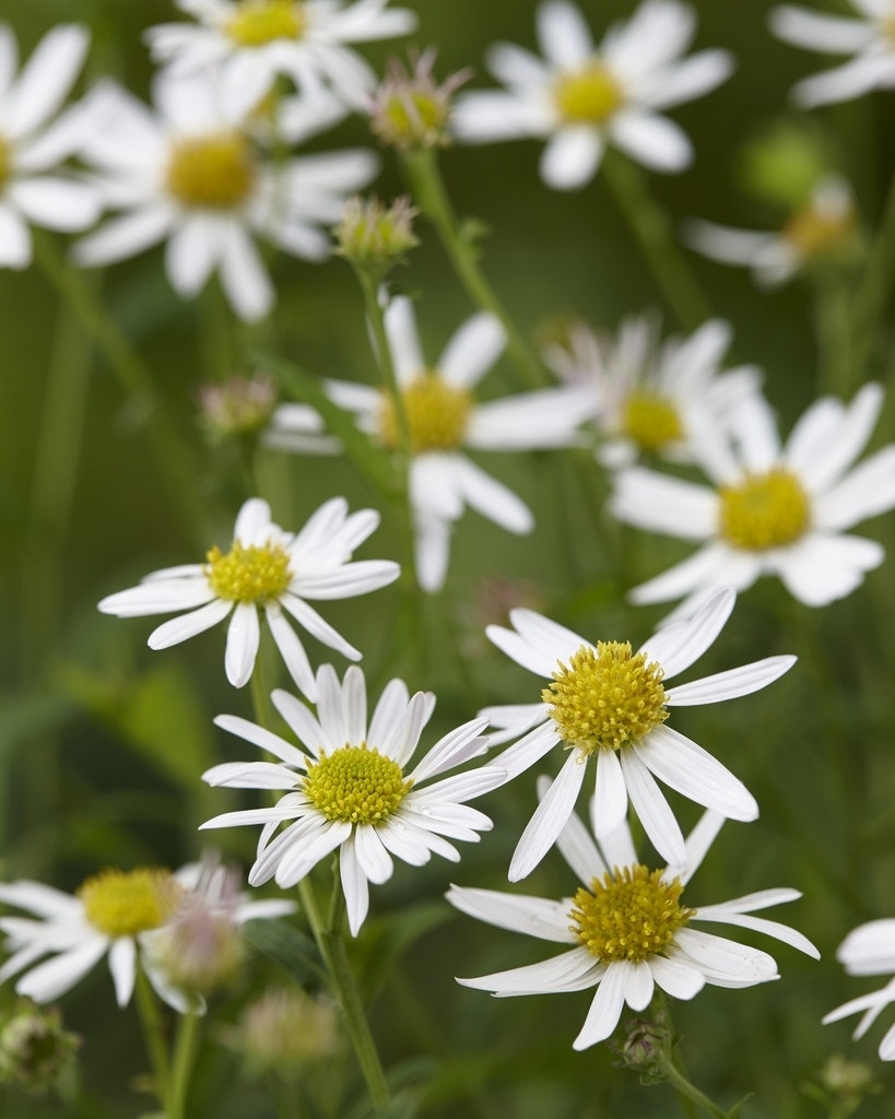 Zomeraster (Kalimeris (Kalimeris incisa 'Alba')