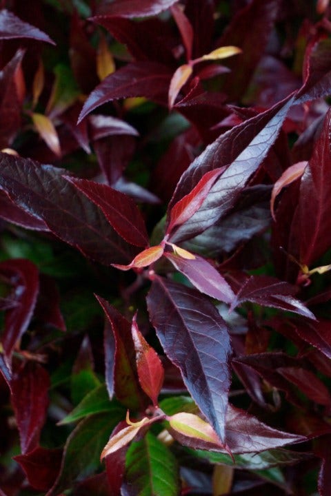 Druifheide (Leucothoe axillaris Red Lips®)