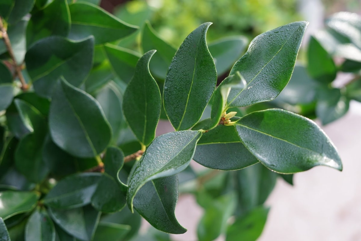 Liguster (Ligustrum japonicum 'Texanum')