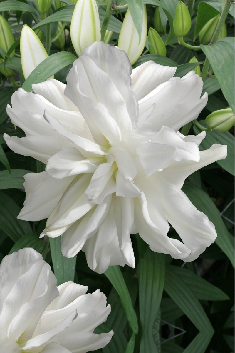 Lelie (Lilium 'Lotus Ice')