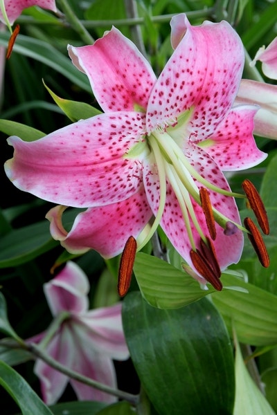 Lelie (Lilium speciosum var. rubrum 'Uchida')