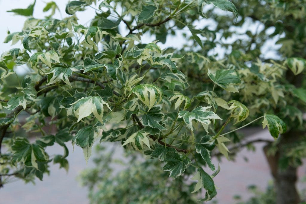 Amberboom als struik (Liquidambar styraciflua 'Variegata')