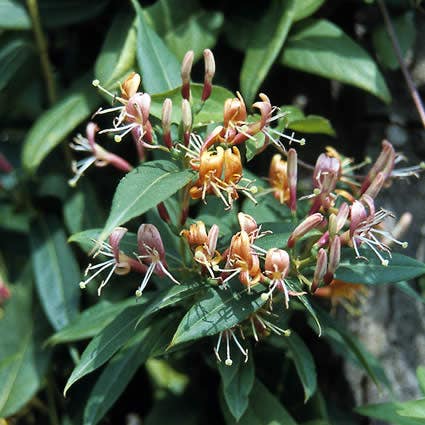 Kamperfoelie, groenblijvend (Lonicera henryi)