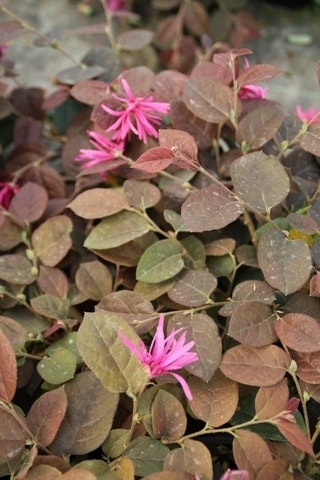 Loropetalum (Loropetalum 'Daybreak's Flame')