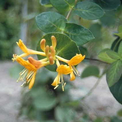 Kamperfoelie (Lonicera tellmanniana)