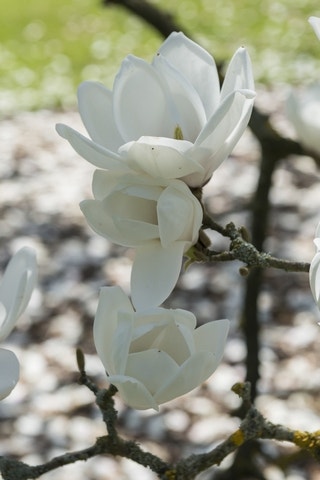 Beverboom (Magnolia 'Gresham JG11')