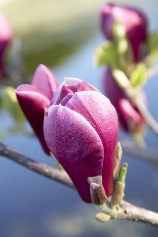 Beverboom (Magnolia soulangeana 'Joe McDaniel')